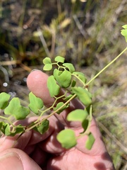 Lygodium microphyllum