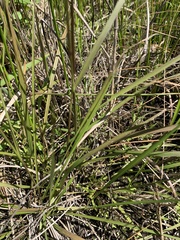 Carex polyantha