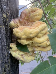 Laetiporus gilbertsonii