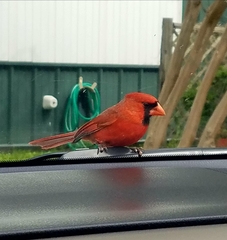 Cardinalis cardinalis