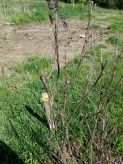 Amelanchier arborea arborea