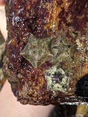 Cryptasterina pentagona