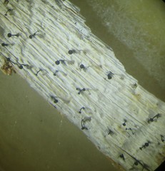 Chaenothecopsis