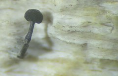 Chaenothecopsis
