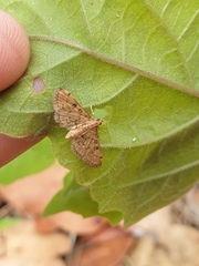 Tatobotys janapalis