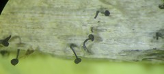 Chaenothecopsis
