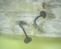 Chaenothecopsis
