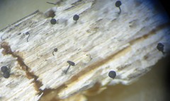 Chaenothecopsis