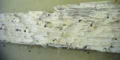 Chaenothecopsis