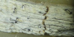 Chaenothecopsis