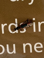 Chauliognathus tricolor