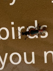 Chauliognathus tricolor