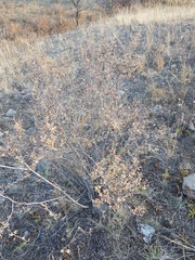 Spiraea aquilegifolia