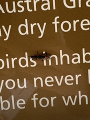 Chauliognathus tricolor