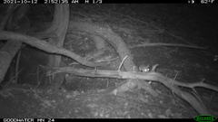 Peromyscus attwateri