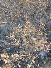 Spiraea aquilegifolia