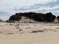 Thinornis cucullatus