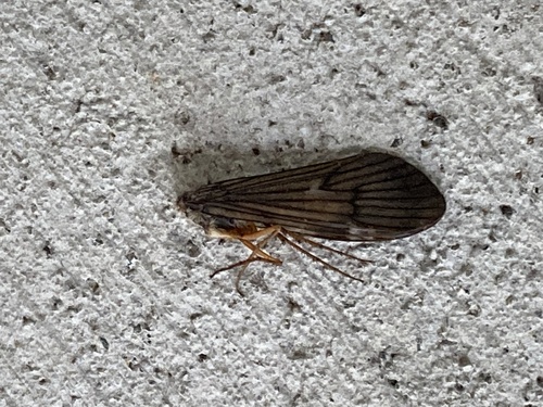 Dicosmoecus gilvipes photo 4