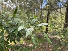 Prostanthera lasianthos