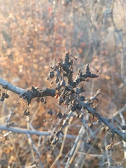 Rhamnus erythroxylum