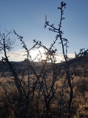 Rhamnus erythroxylum
