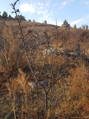 Rhamnus erythroxylum