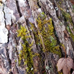 Leucodon andrewsianus