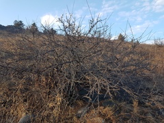 Rhamnus erythroxylum