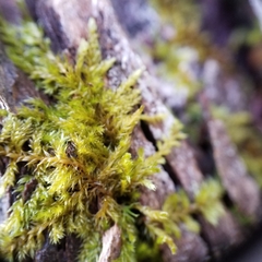 Leucodon andrewsianus