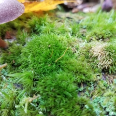 Dicranum flagellare