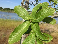 Quercus rysophylla