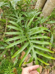 Microsorum pustulatum howense
