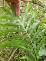 Microsorum pustulatum howense