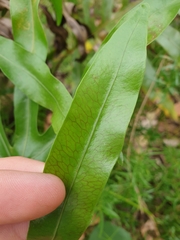Microsorum pustulatum howense
