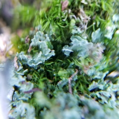 Crossocalyx hellerianus