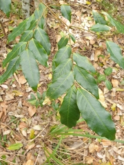 Pararchidendron pruinosum