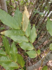Pararchidendron pruinosum