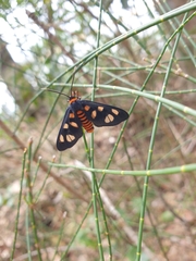 Amata trigonophora