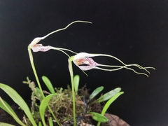 Masdevallia picturata