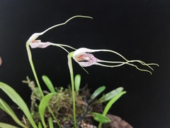 Masdevallia picturata