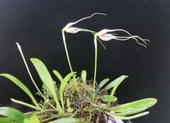 Masdevallia picturata