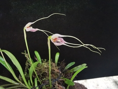 Masdevallia picturata
