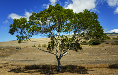 Acacia confusa