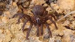 Synothele michaelseni