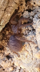 Synothele michaelseni