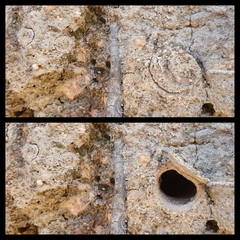 Synothele michaelseni