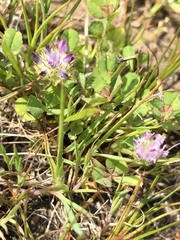Trifolium barbigerum