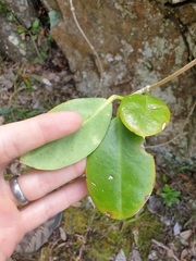 Hoya australis australis
