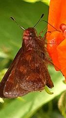 Hesperiini
