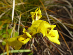 Moraea huttonii